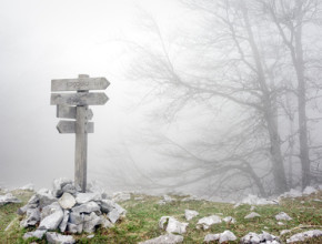 wooden signpost in forest